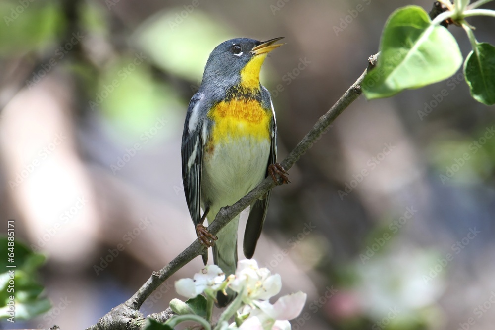 Fototapeta premium Northern Parula on a Branch