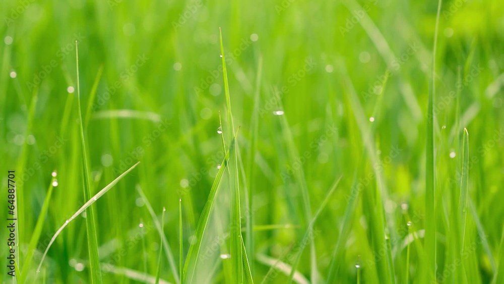 Fresh Grass background, the grass is moving with a wind Fresh Grass background, the grass is moving with a wind