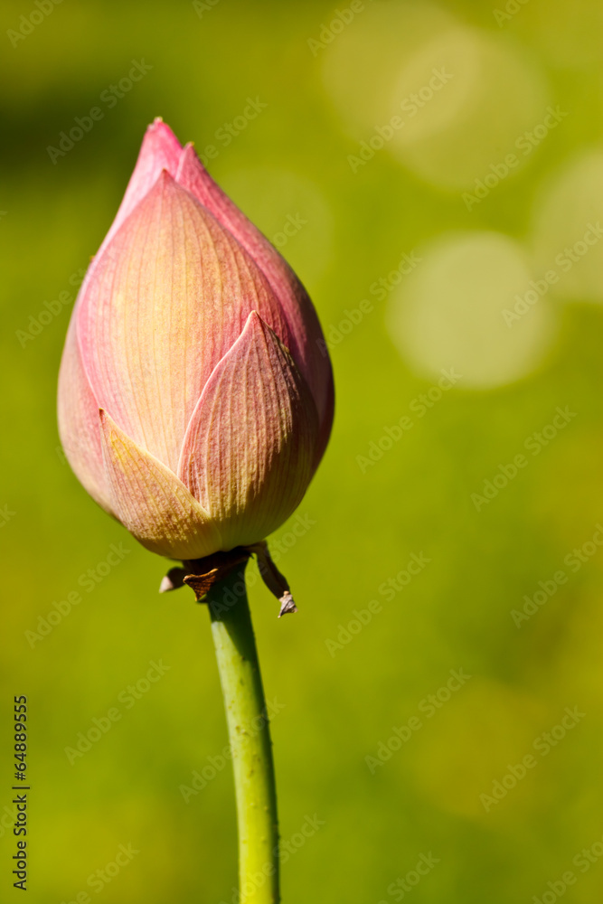 the lotus in garden