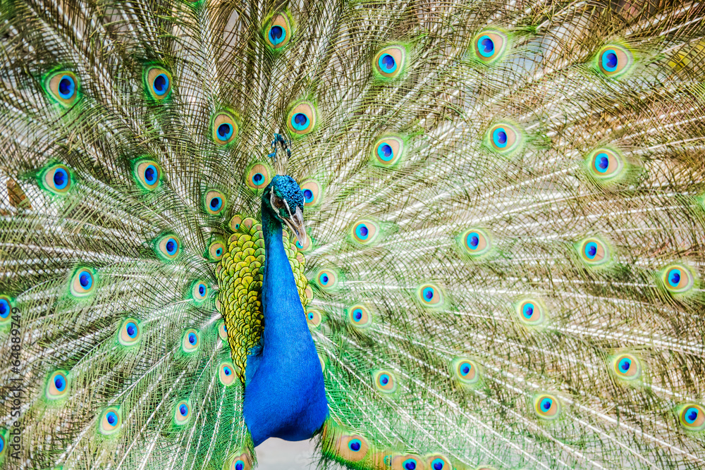 Naklejka premium Peacock in chiangmai province Thailand