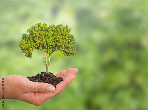 Tableau sur toile tree in hand