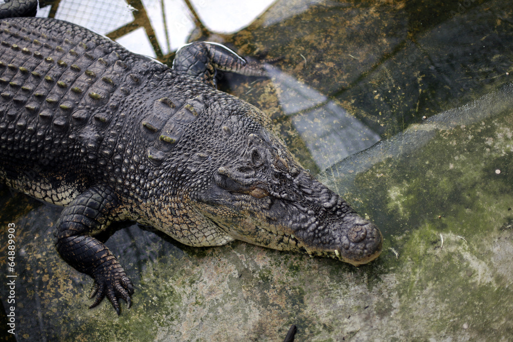 Obraz premium Crocodiles dangerous animals