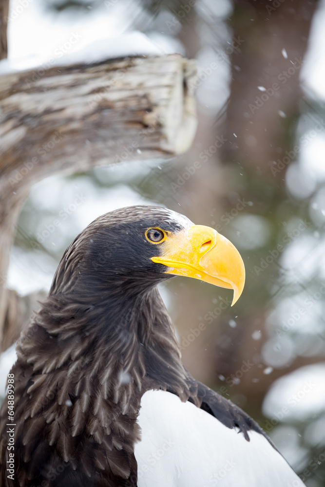 Obraz premium golden eagle (Aquila chrysaetos)