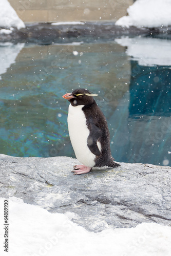 Rockhopper penguin standing on snow