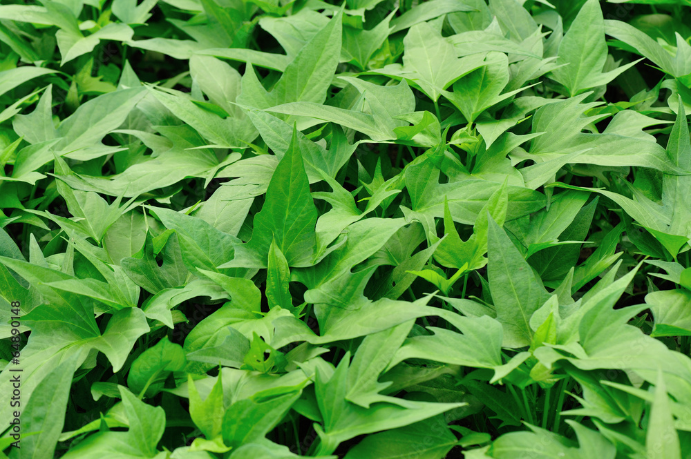 sweet potato crop grow in garden sweet potato crop grow in garden