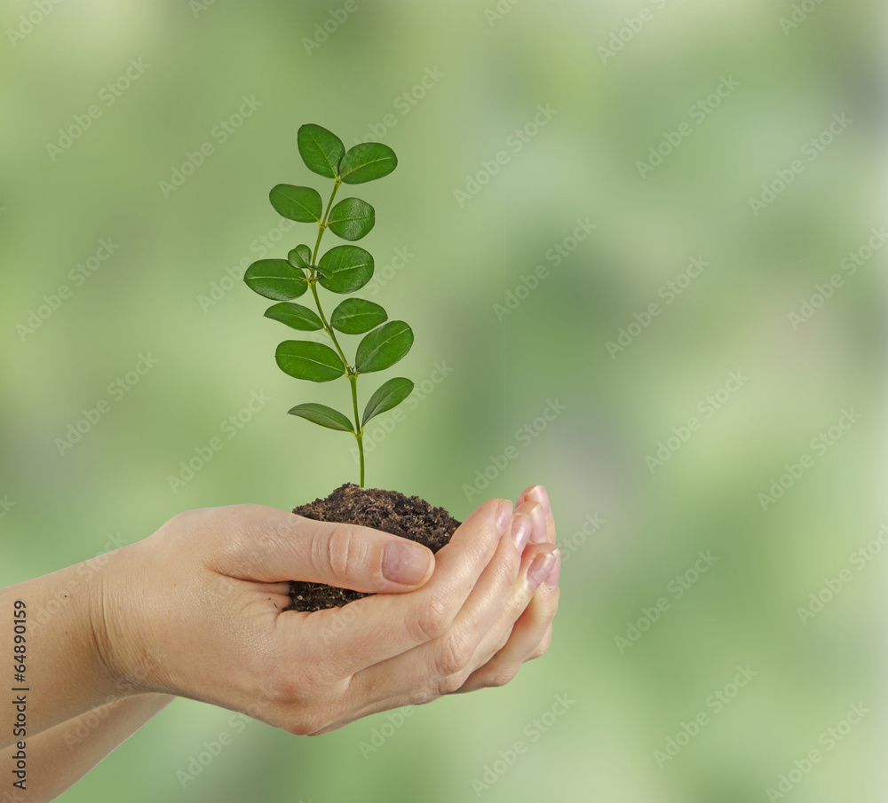 sapling in hands sapling in hands