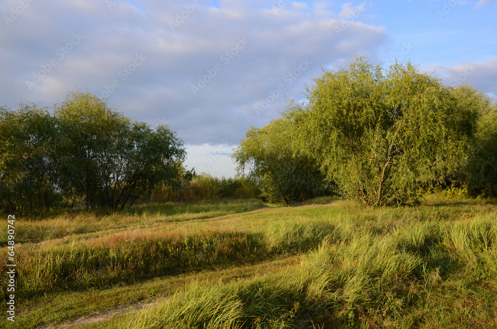 Summer landscape