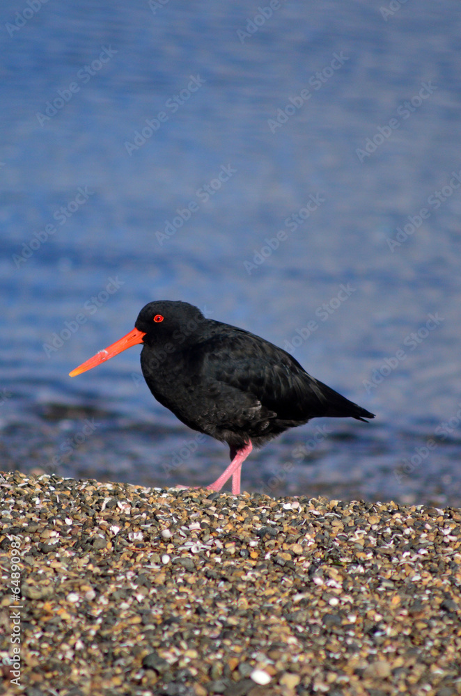 Oystercatcher Oystercatcher