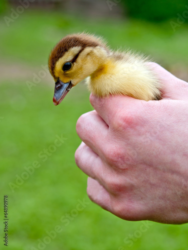 chicken in hands photo