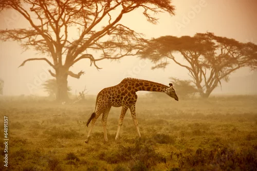 Obraz Żyrafa w sawannie