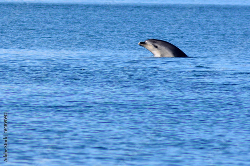 Dolphin leaping out of the water