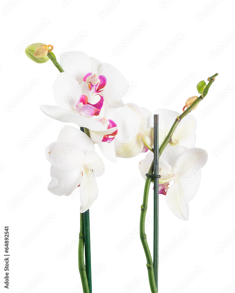 orchid orchid