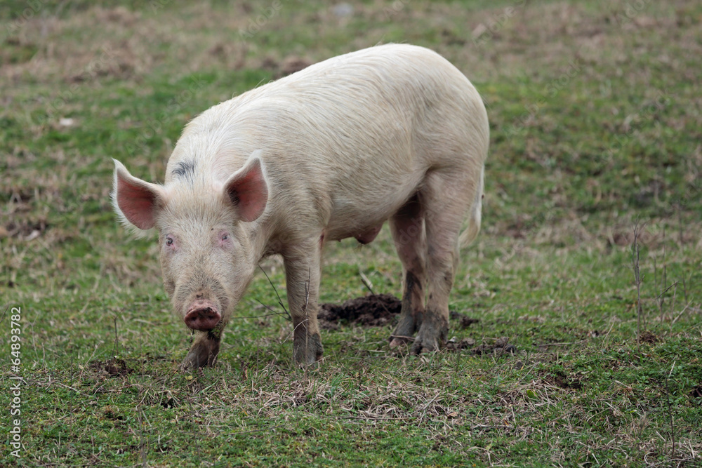 Pig Pig