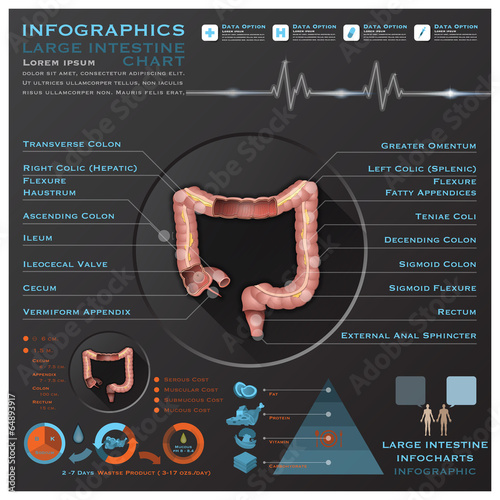 Large Intestine And Excretory Anatomy System Medical Infographic