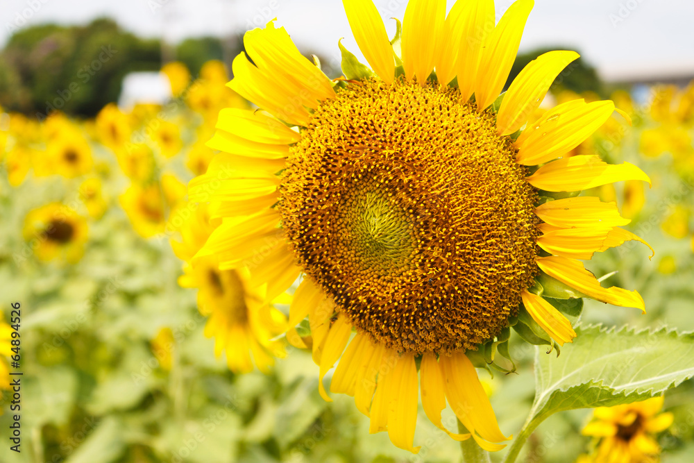 Naklejka premium Sunflower
