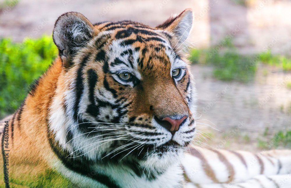 Fototapeta premium portrait predator tiger