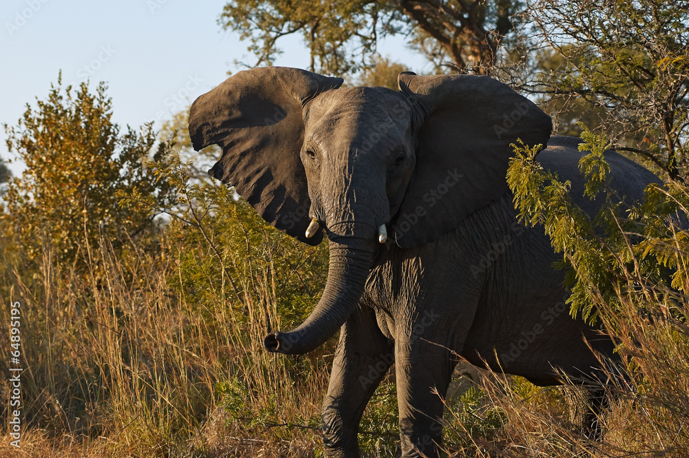 Fototapeta premium angry elephant
