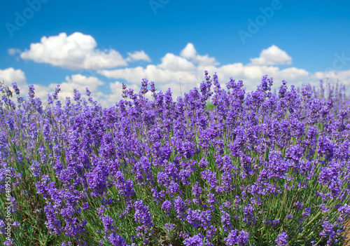 Lavender against blue sky background