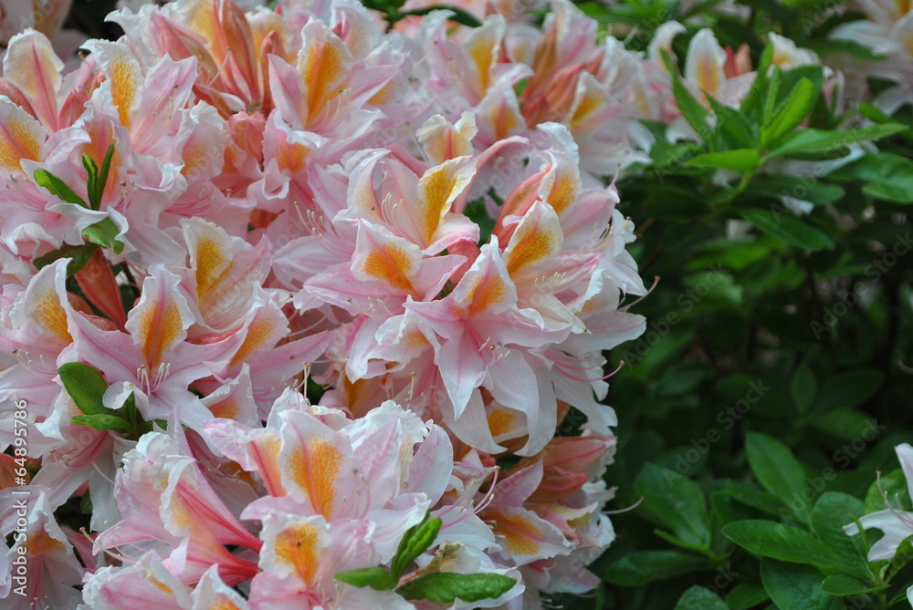Azalia Azalia