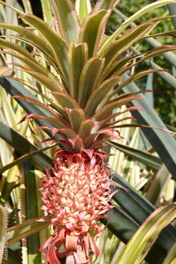 Obraz premium pineapple in garden