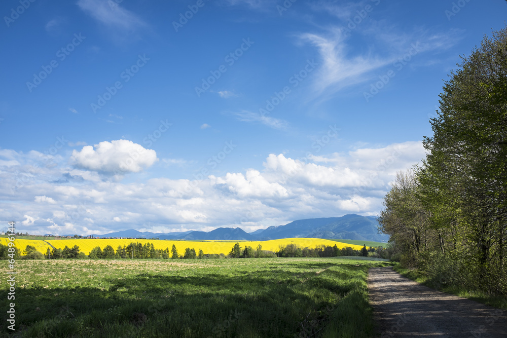 Obraz premium Filed road