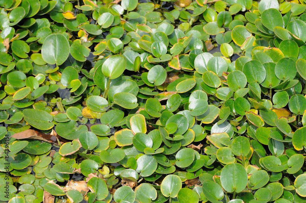 Small green leaf pattern, Small green leaf pattern,