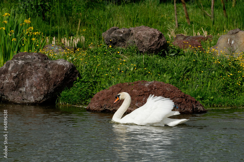 Cygne photo