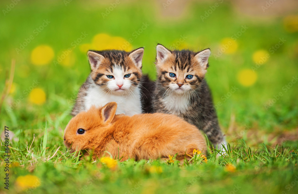 Little kittens with rabbit sitting on the lawn Little kittens with rabbit sitting on the lawn
