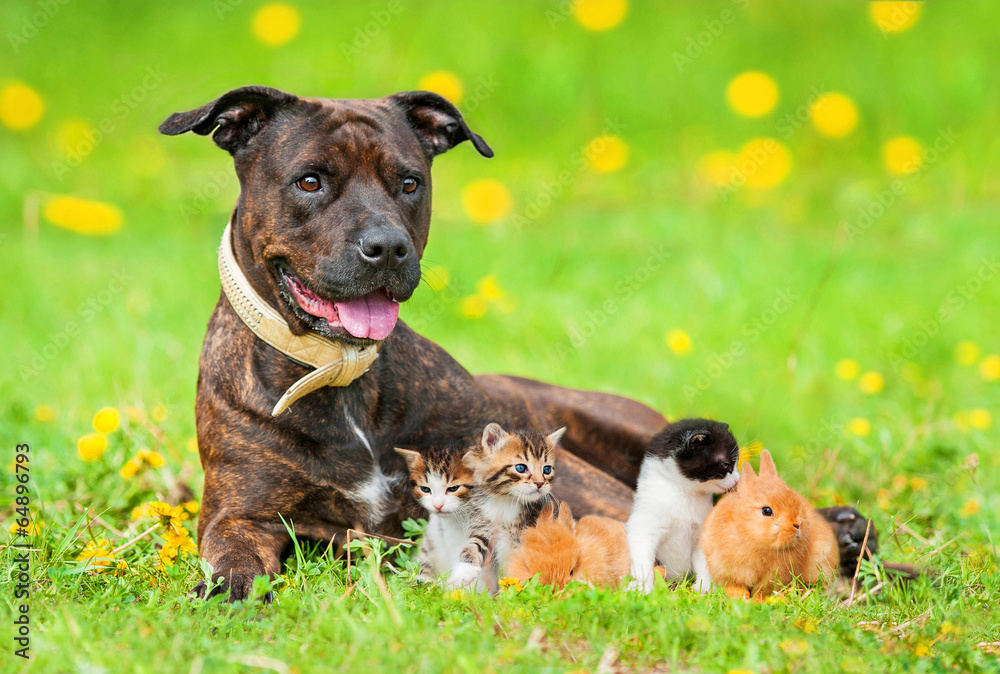 Naklejka premium American staffordshire terrier with little kittens and rabbits