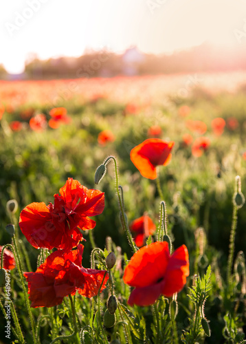 Fototapeta Naklejka Na Ścianę i Meble -  Field of red poppies in bright evening light