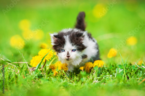 Adorable little kitten on the field with dandelions