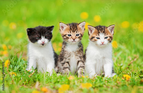 Three little kittens sitting on the field with dandelions