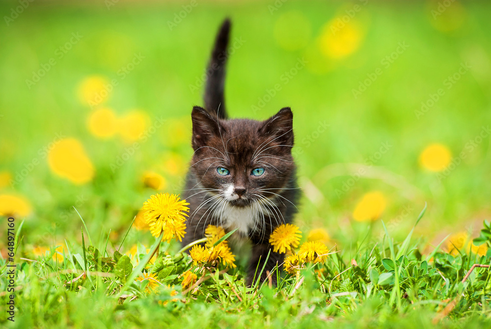 Naklejka premium Adorable little kitten walking on the field with dandelions