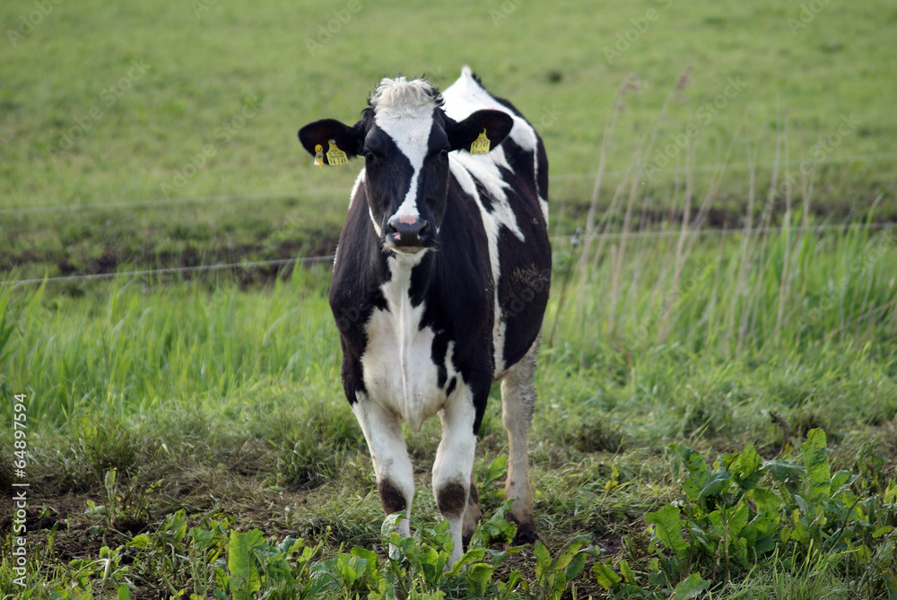 Schwarz Weiße Kuh auf der Weide Schwarz Weiße Kuh auf der Weide