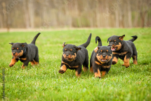 Four rottweiler puppies running © Rita Kochmarjova