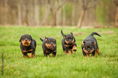 Fotomurale Four rottweiler puppies running