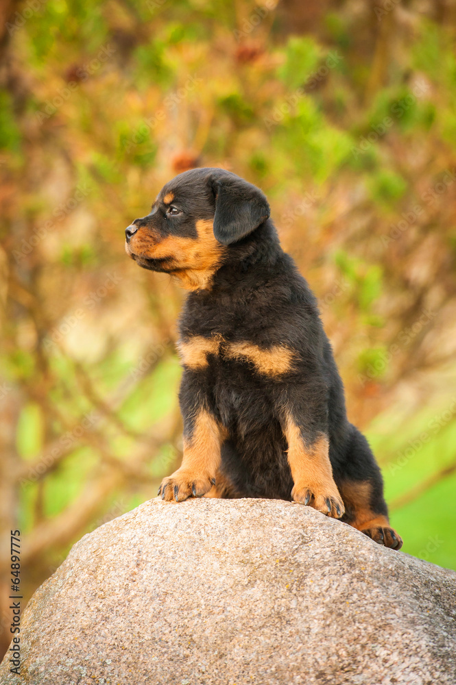 Rottweiler puppy sitting on the stone