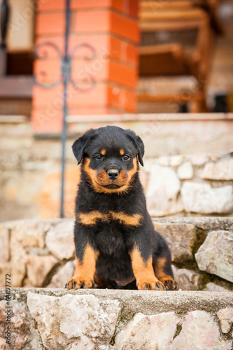 Rottweiler puppy sitting on the porch