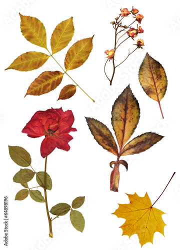 Set of dried roses and leaves