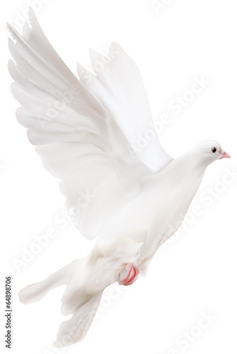 white isolated pigeon illustration