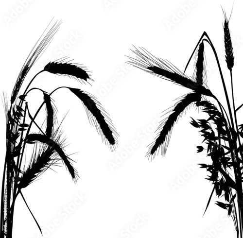 black ears of cereals on white