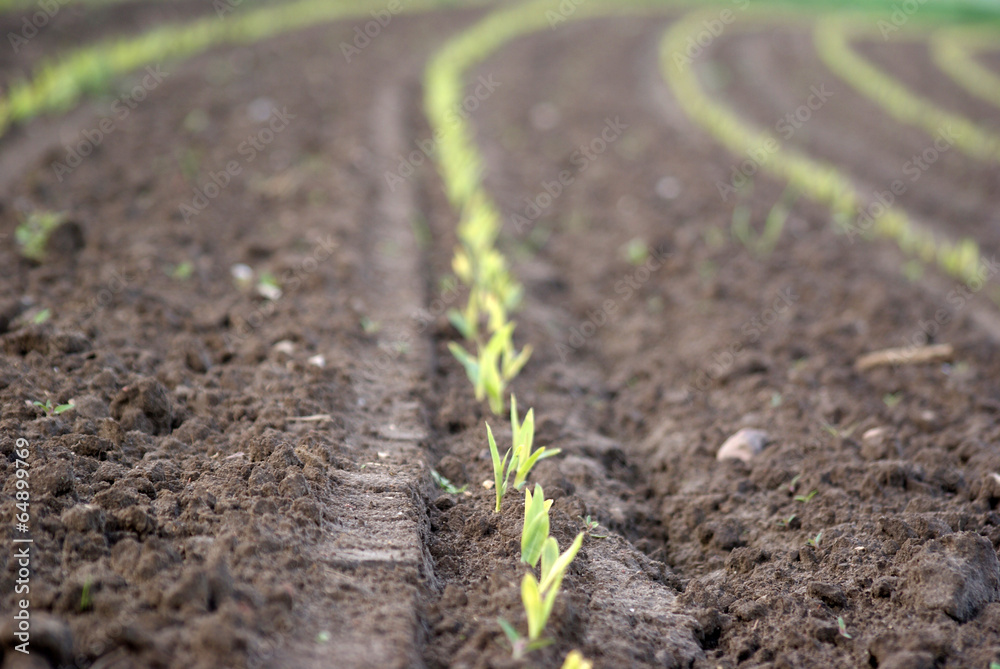 Feld mit Jungpflanzen Saat
