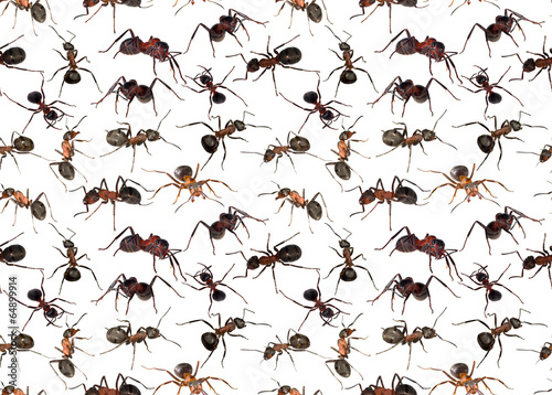seamless background from brown ants