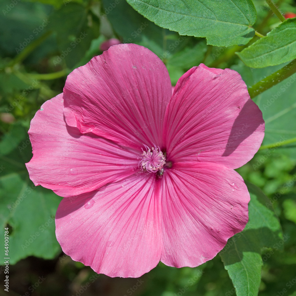Trichtermalve Malope trifida StockFoto Adobe Stock