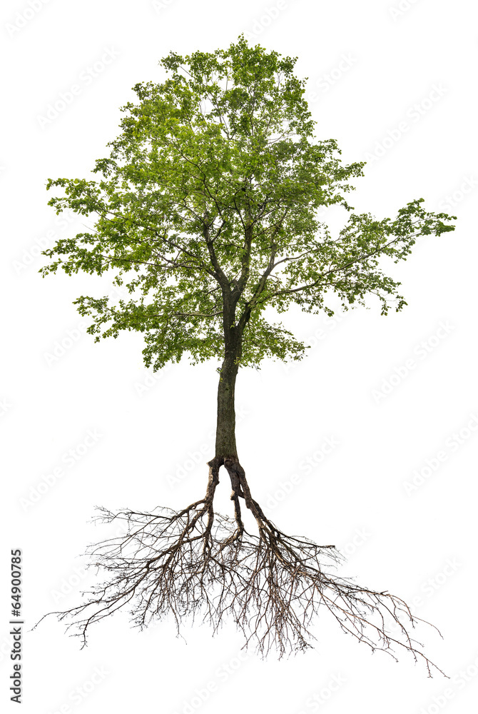 Fototapeta premium single green linden tree with root