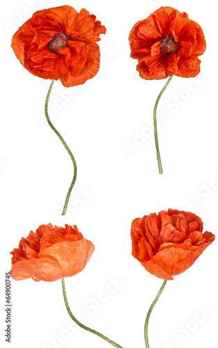 Fototapeta Naklejka Na Ścianę i Meble -  large red poppy flowers collection