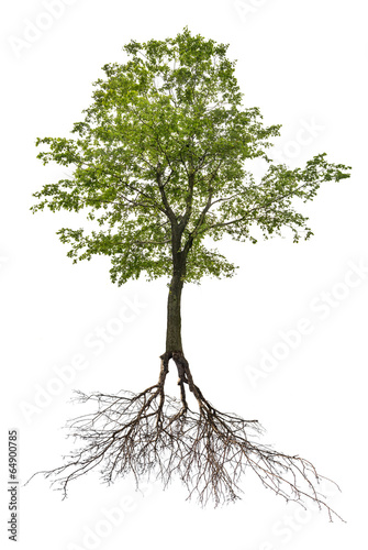 single green linden tree with root