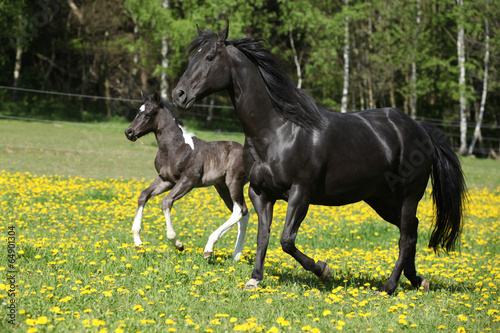 Fototapeta Naklejka Na Ścianę i Meble -  Amazing mare with foal running