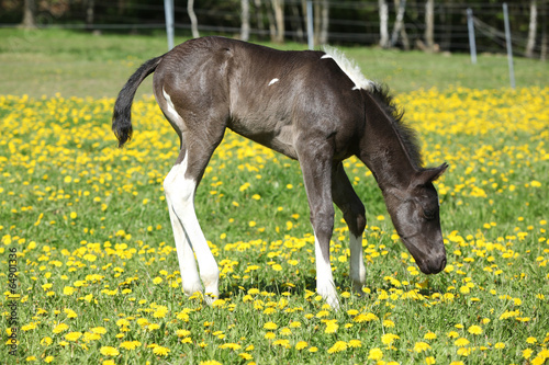 Fototapeta Naklejka Na Ścianę i Meble -  Beautiful paint horse foal on pasturage