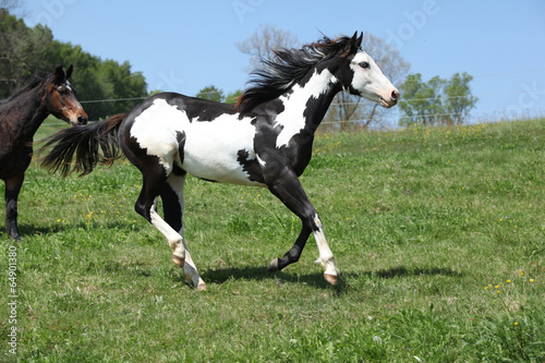 Fototapeta Naklejka Na Ścianę i Meble -  Gorgeous black and white stallion of paint horse running